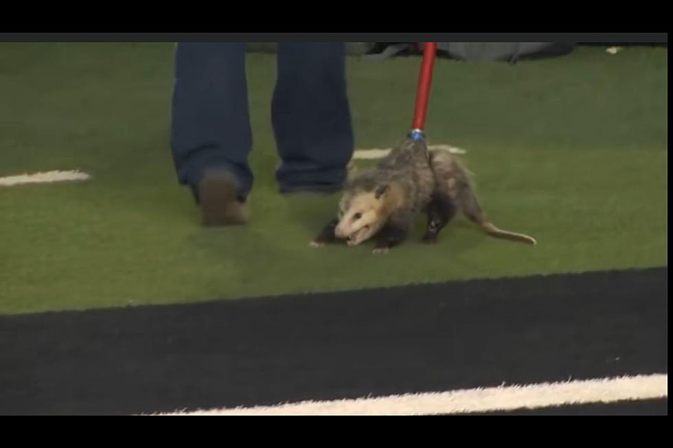 VIDEO: A Possum Was "Escorted" Off Field at Texas Tech Game