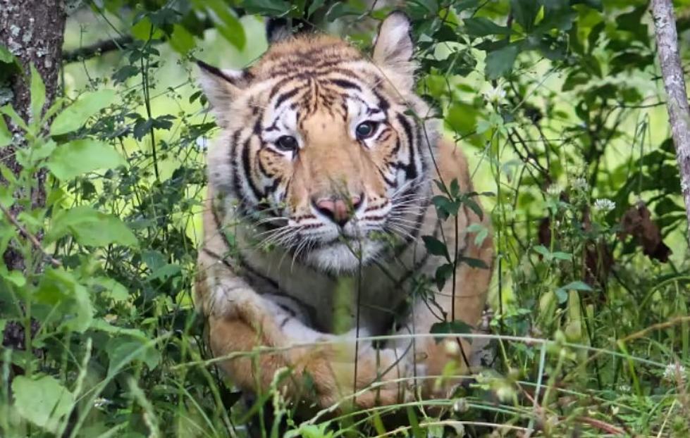 Poor Texas Tiger Who Made Headlines In 2021 Has Died