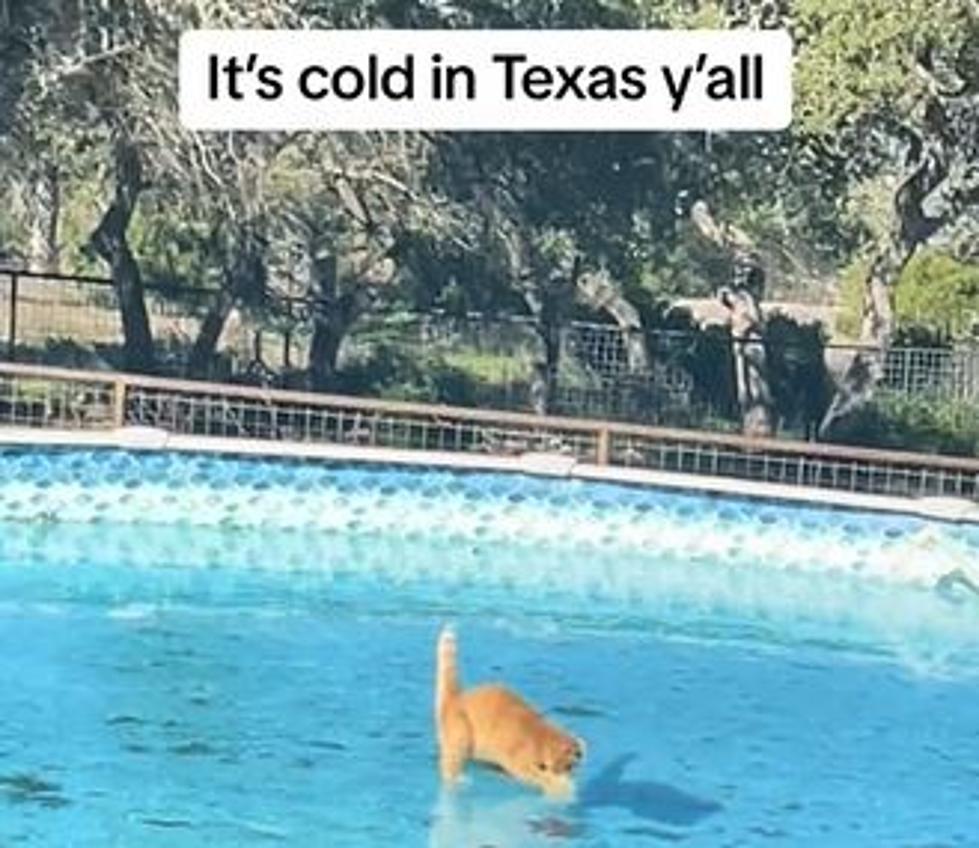 A Cat Having Fun on a Frozen Pool in Texas [VIDEO]