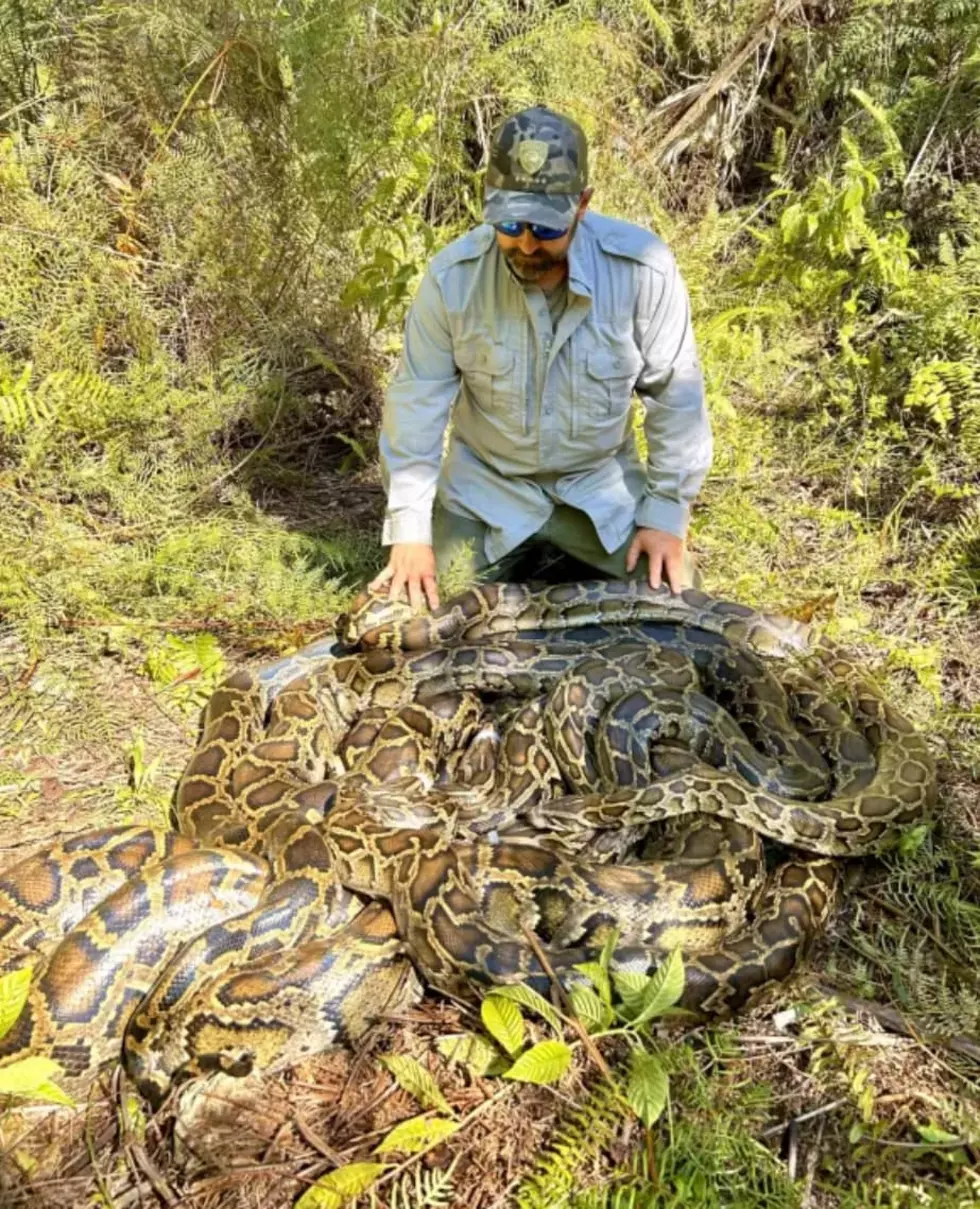 NOPE: 500 Pound Mound of Pythons Found Mating in Swamp