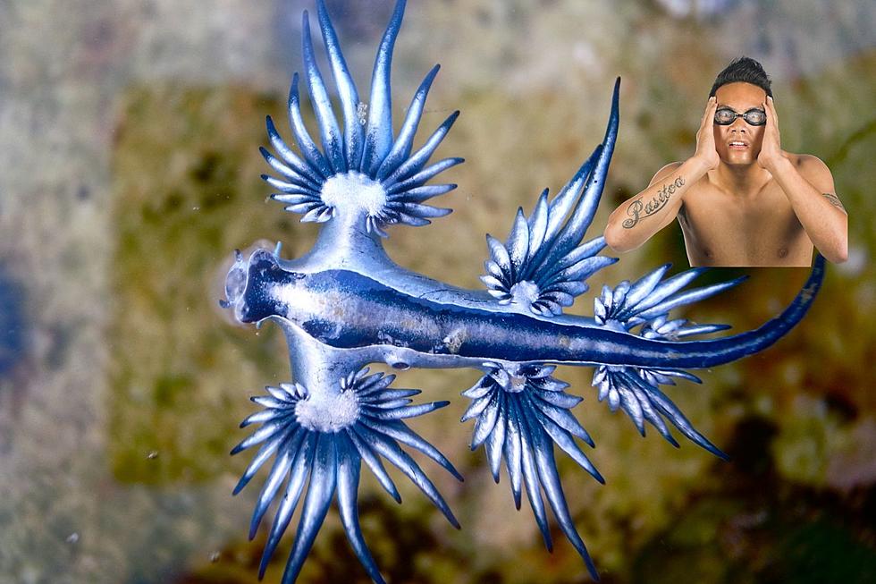 Blue Dragons In Texas: A Visual Delight With A Venomous Sting