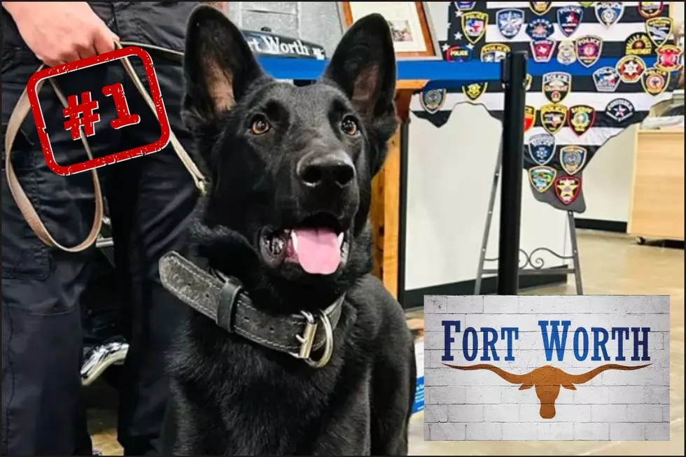 Shelter Dog becomes K9 Cop in Texas