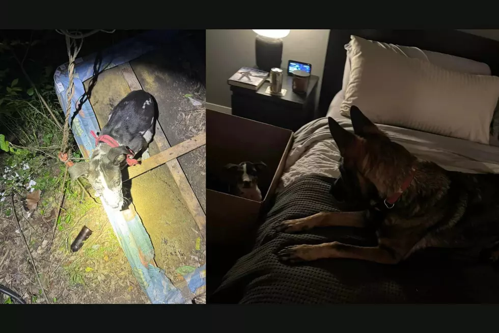 Houston K9 Finds Puppy That Was Tied Up and Left to Die