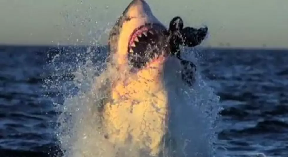 Shark Week Starts Sunday [VIDEO]