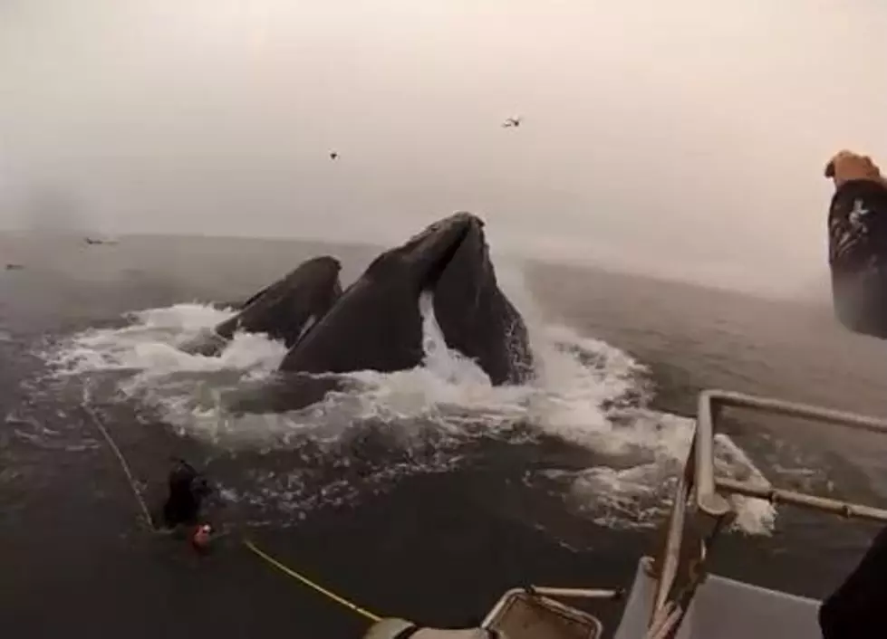 Whale Nearly Eats Divers [VIDEO]
