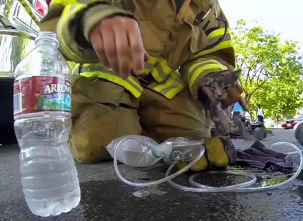 Heartwarming Video of Fireman Saving Kitten from House Fire [VIDEO]