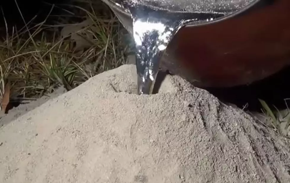 The Perfect Christmas Gift or Decoration – An Aluminum Casting of a Fire Ant Colony – Amazing! [VIDEO]