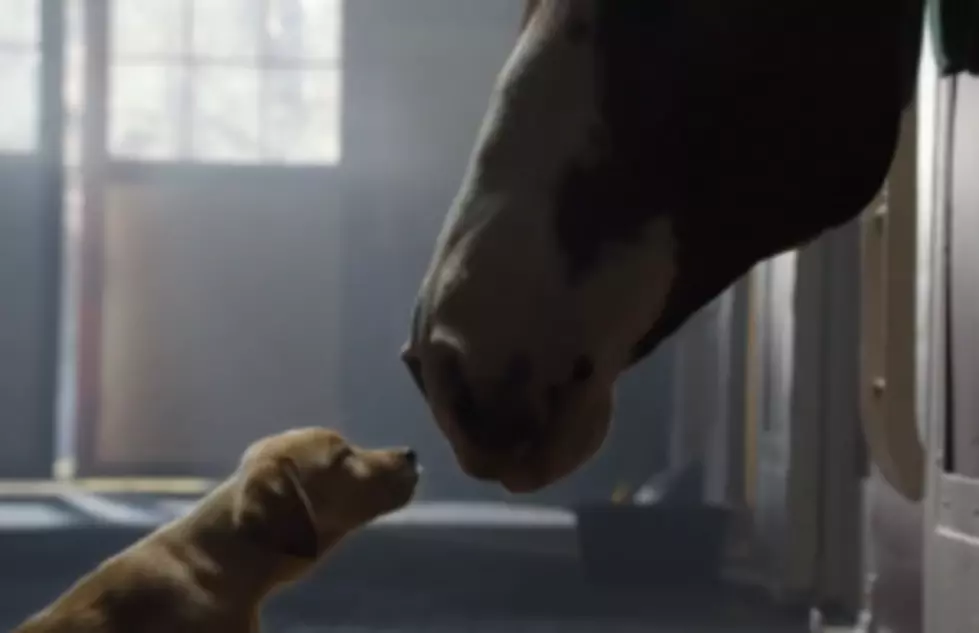 Budweiser Super Bowl Commercial Will Make You Cry…AGAIN!!