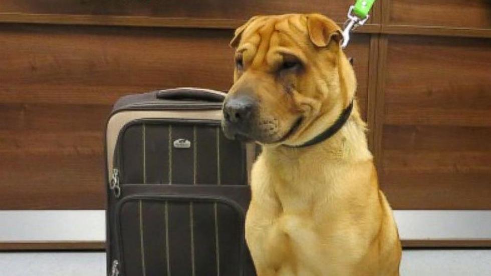 Dog Gets Left Behind with Bags