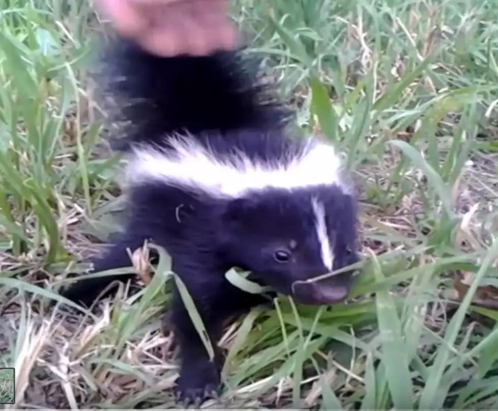 Baby Skunk Befriends Guy Out For A Walk [VIDEO]