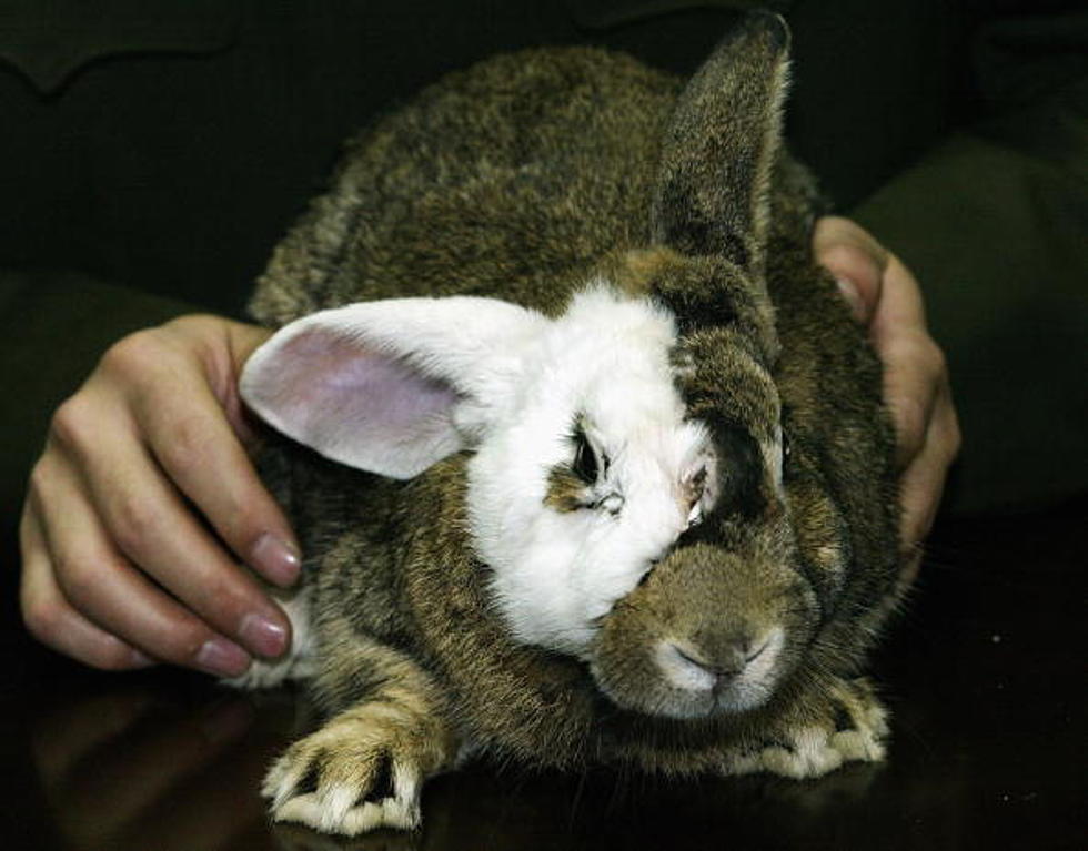 Parents Are Advised Not To Buy Live Bunnies For Children For Easter