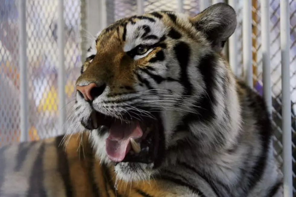 Here’s Why We Should All Pretend to Be Tigers in Honor of LSU’s Mike the Tiger [VIDEO]