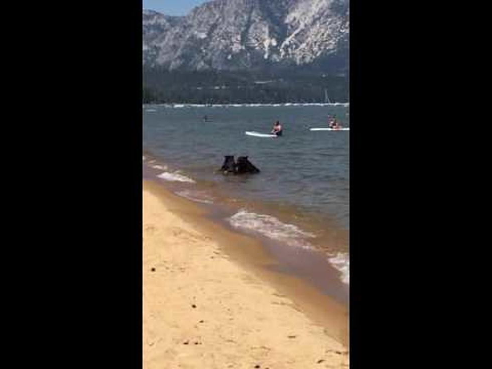Bears Need A Day At The Beach Too [VIDEO]