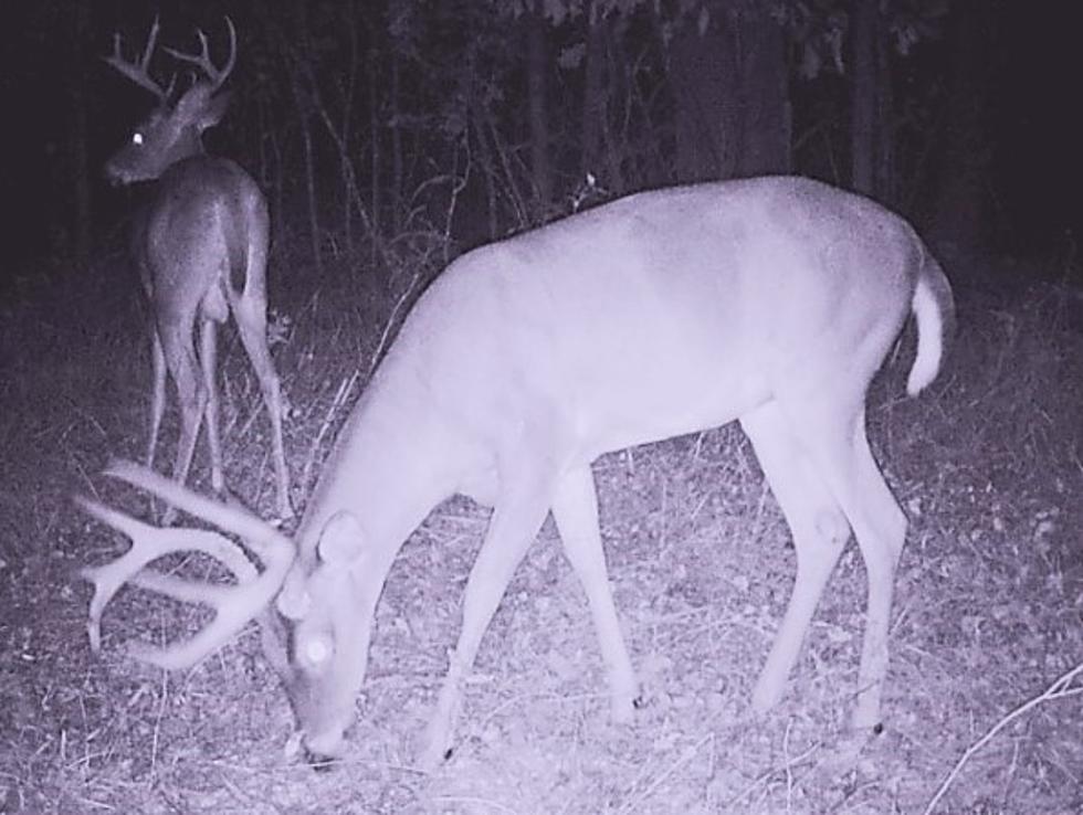 It’s Nearly Deer Season in Northwest Louisiana