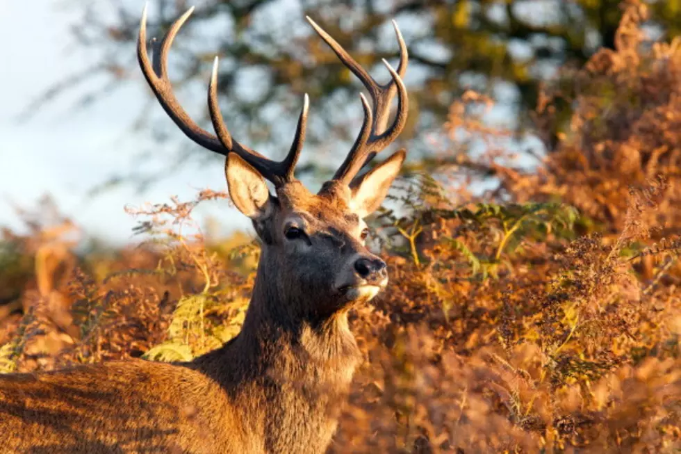 Is this Deer’s Rack for Real? [VIDEO]