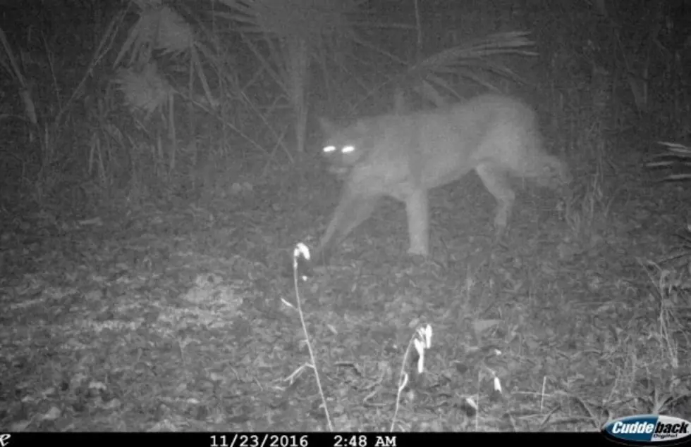LDWF Confirms Cougar Sighting in Louisiana