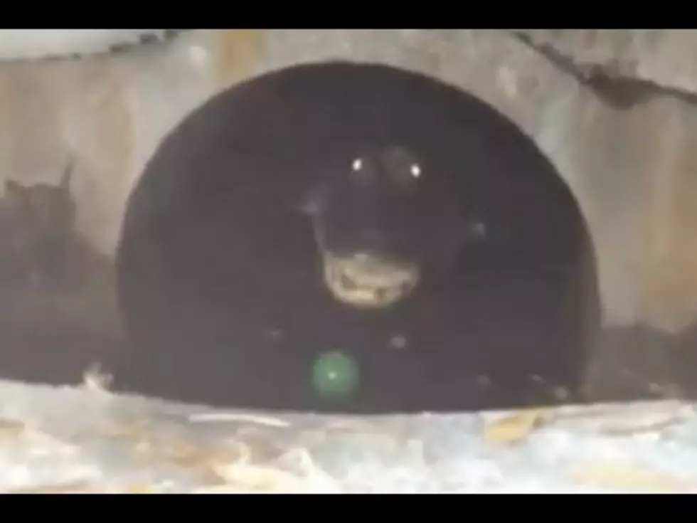 Man Discovers Huge Alligator in the Sewer In Front of His Home