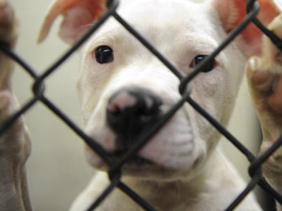 Caddo Animal Services Meeting Delayed Again