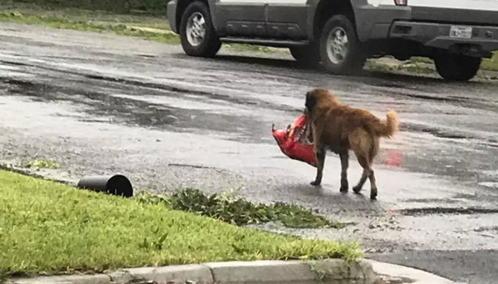 Resourceful Dog Becomes Epitome Of Texas Resiliency During Harvey (PHOTOS)