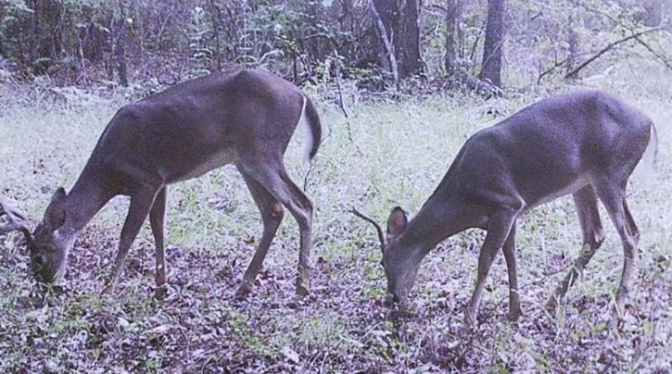 LDWF Bans Deer Feeding in Parts of North La; Will Area Expand?