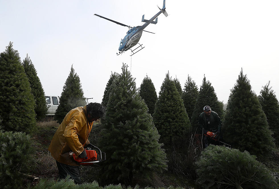 You Can Expect A Christmas Tree Shortage This Holiday Season