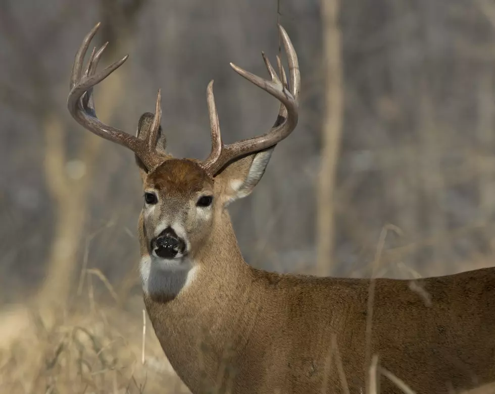 1st Possible Case of Deadly CWD Just Found Here in Louisiana Deer