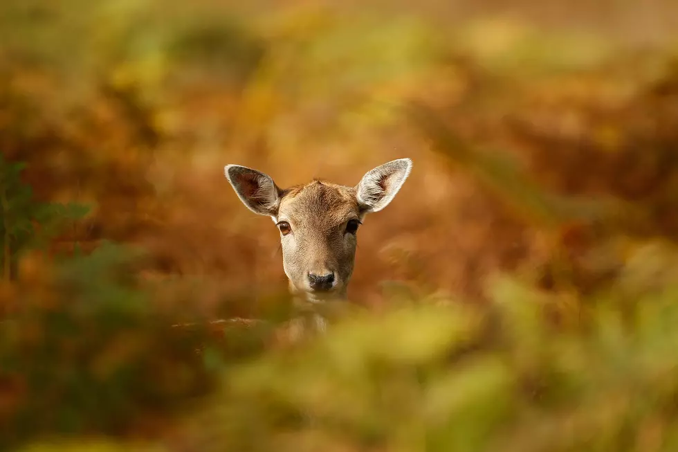 A Deer Disease Is Getting Congressional Attention In Louisiana