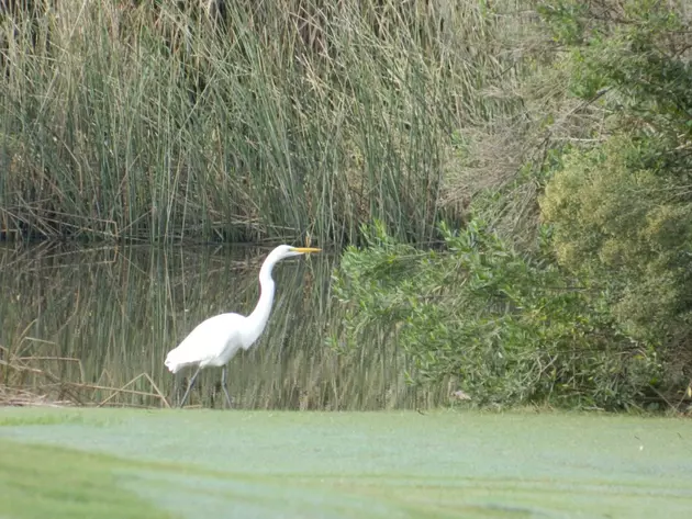 Citizens Oppose Caddo Lake Becoming National Heritage Area