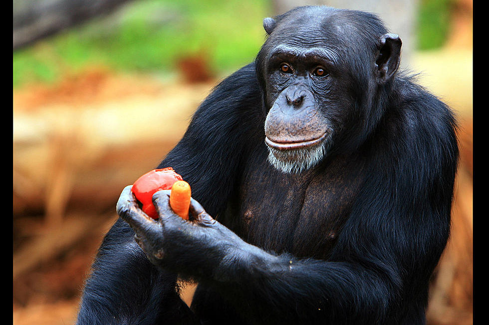 Chimpanzee Discovery Days Rescheduled