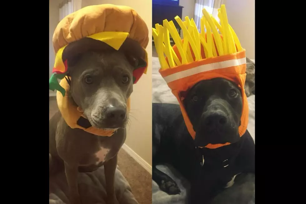 What Are Your Dogs Going to Be for Halloween?