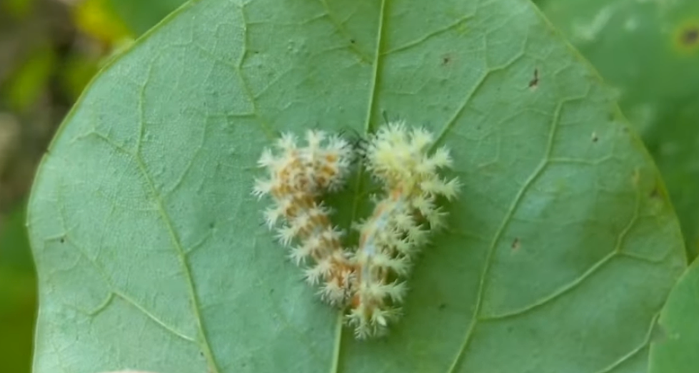 The 5 Most Dangerous Caterpillars In Louisiana