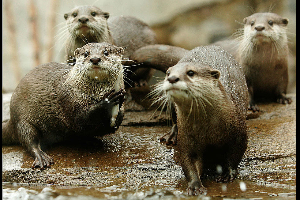 You Can Swim With Otters at Barn Hill Preserve in Louisiana