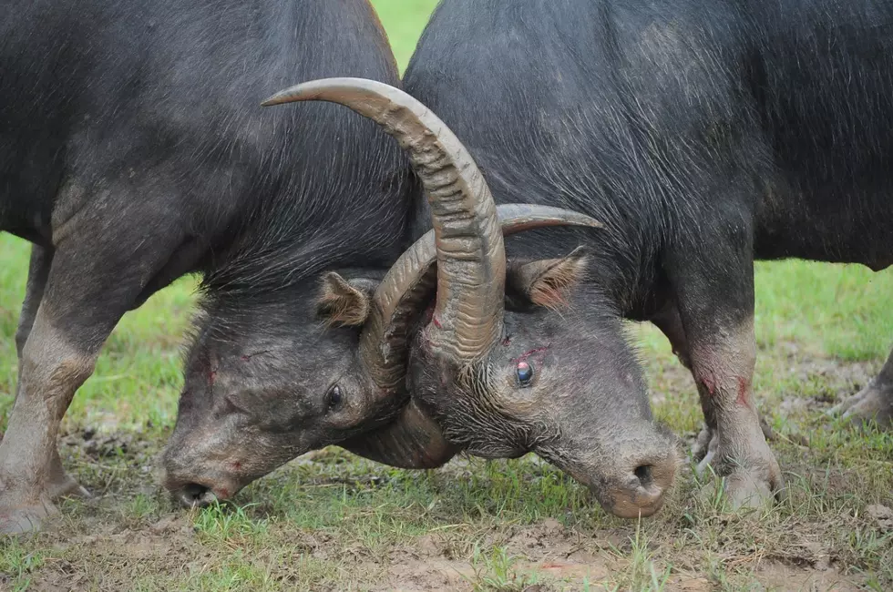 Louisiana Hunters Arrested For Killing Asian Water Buffalo