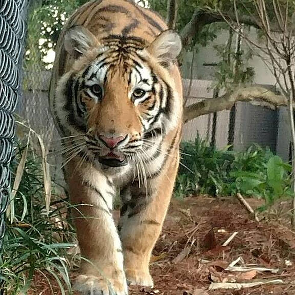 Watch What Mike the Tiger Is Doing Today