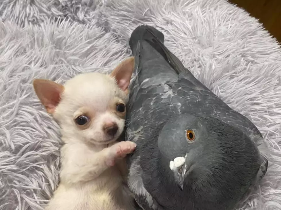 Puppy That Can’t Walk Befriends Pigeon That Can’t Fly [PHOTOS]