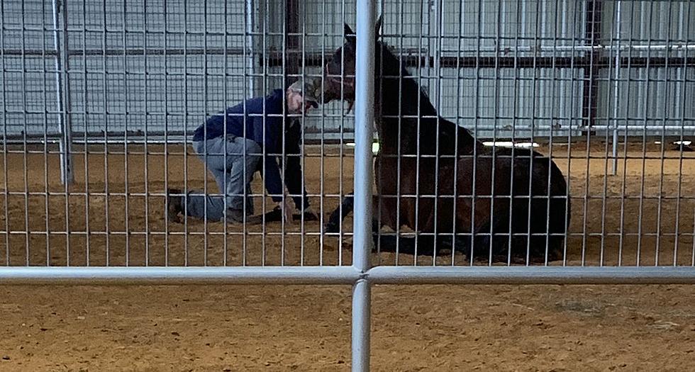 A Saturday at Warrior Horse Helping Vets with PTSD