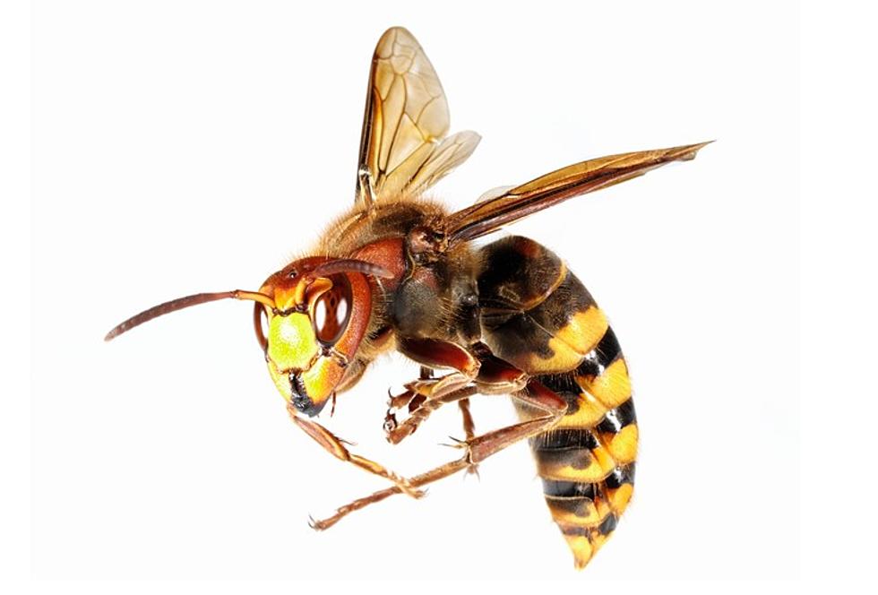 LSU Grad Discovers New Wasp and Names It After Joe Burrow
