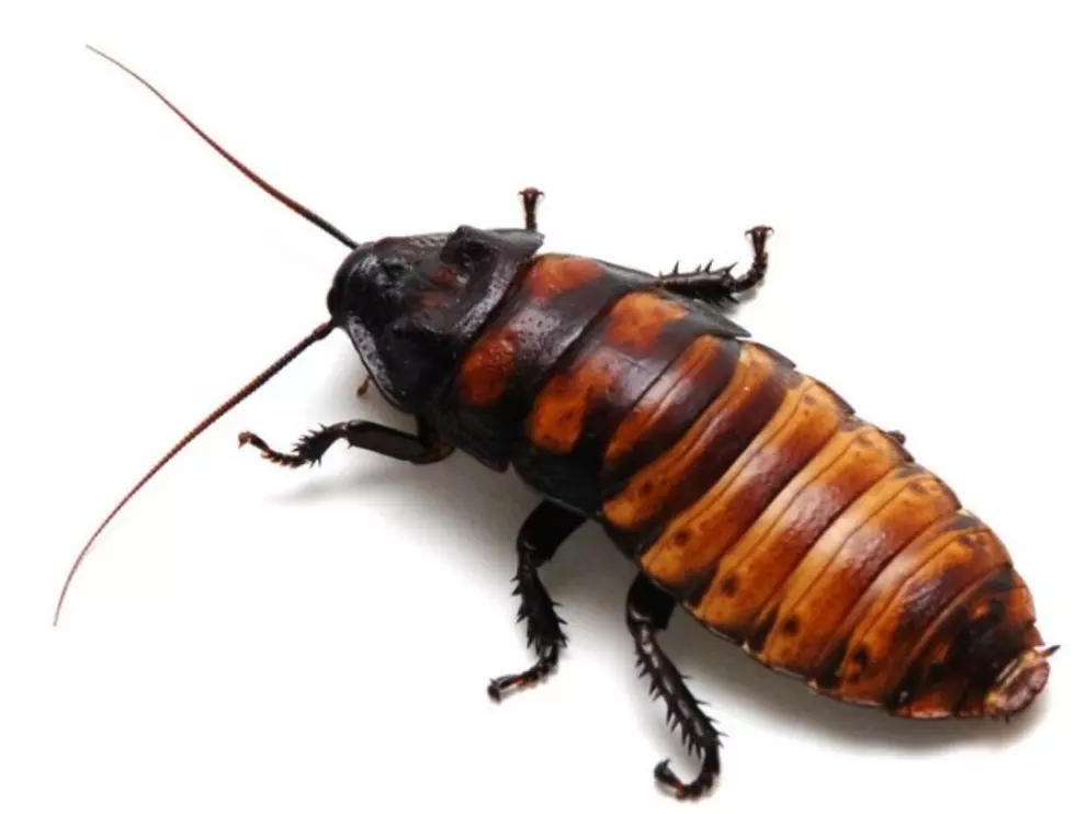 Zoo Will Name Cockroach After Your Ex for Valentine’s Day