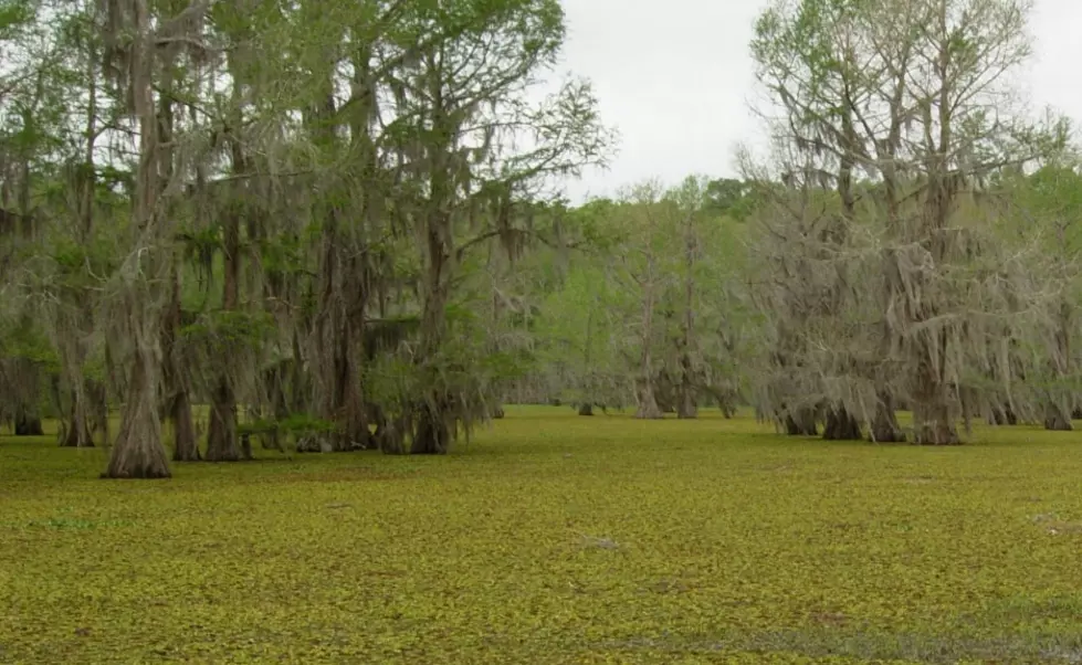 Are All North Louisiana Lakes Doomed to Die by Giant Salvinia?