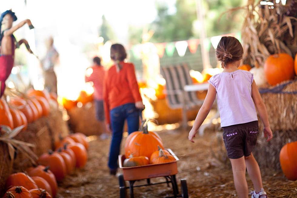 Don’t Miss the Legendary Corn Maze and All the Fall Fun at Dixie Maze Farms
