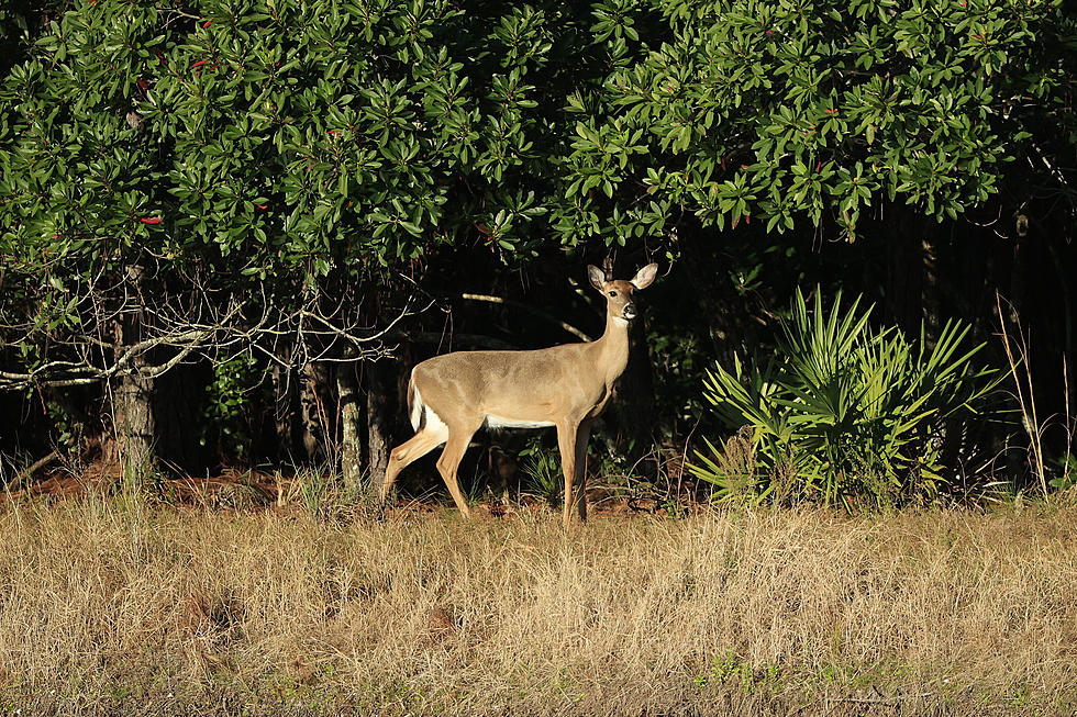 No CWD Discovered in Louisiana Deer and Now There’s More Good News