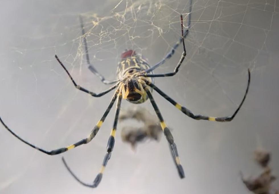 Could This Huge Invasive Spider be Headed Here to Louisiana?