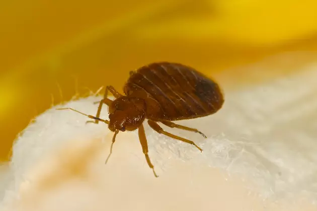 How Many Louisiana Cities Made Orkin&#8217;s List of Most Bed Bugs?