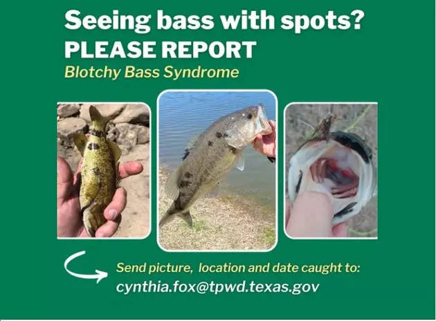 Texas Researchers Need Your Help to Study Infected Fish
