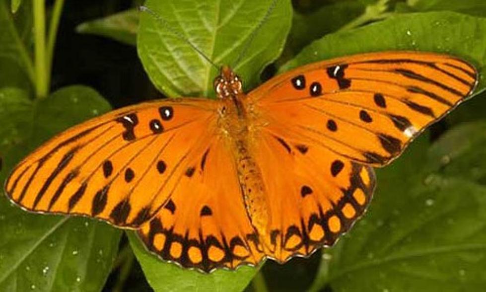 Louisiana Is Fixing One Major Issue: The Lack of a State Butterfly