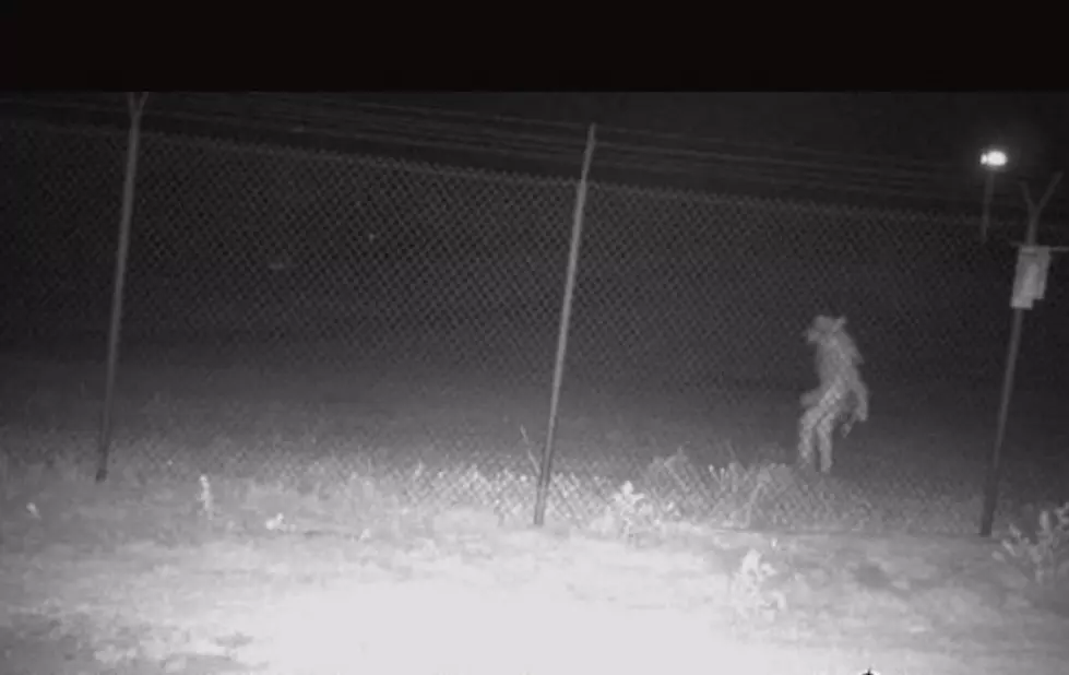 What Is It? Weird Creature Spotted Outside Texas Zoo