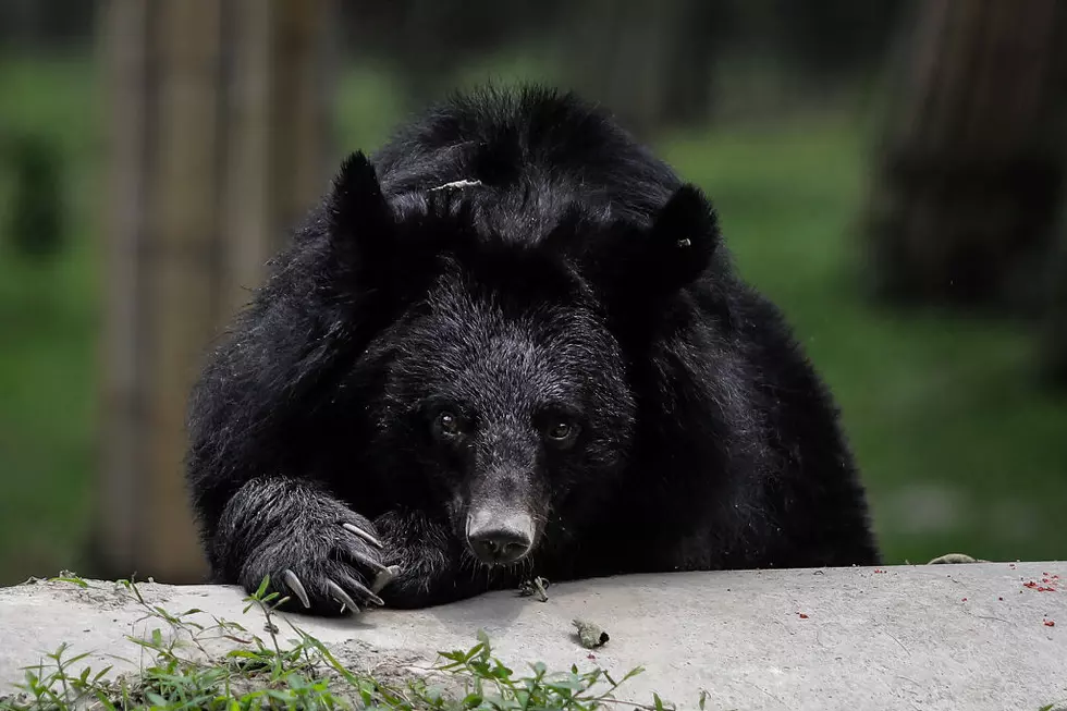 The True Story Behind Viral Bear Destroying Car in Louisiana