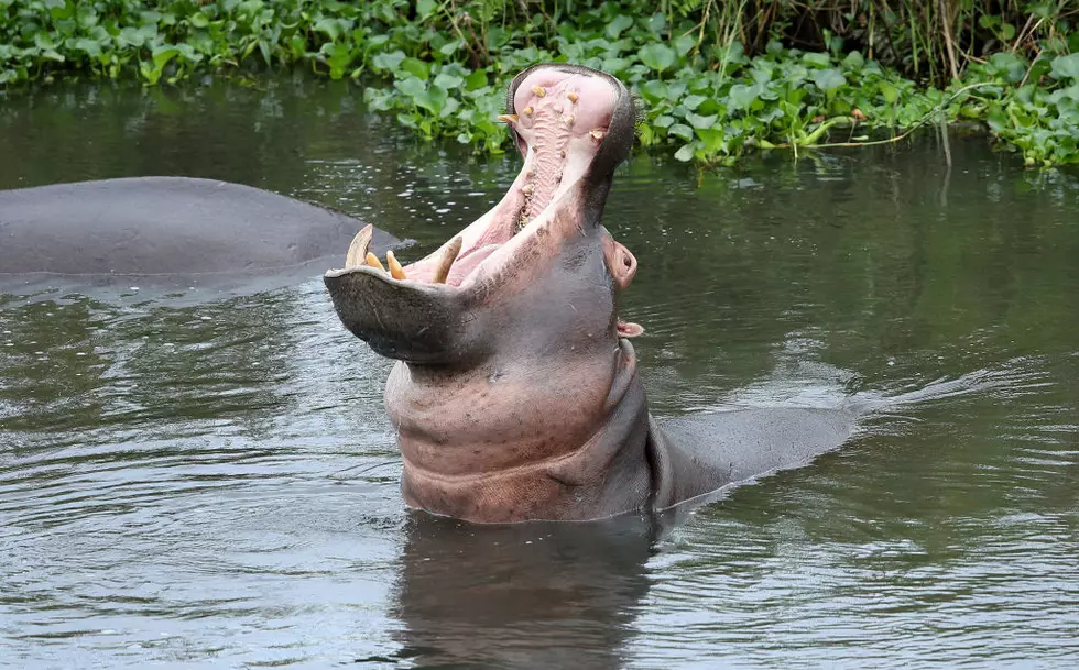 Did You Know Congress Almost Imported Hippos to Louisiana?