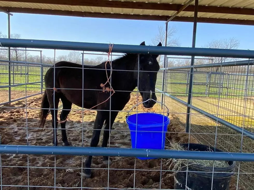 Caddo Sheriff Set to Auction Horse Found Roaming Loose