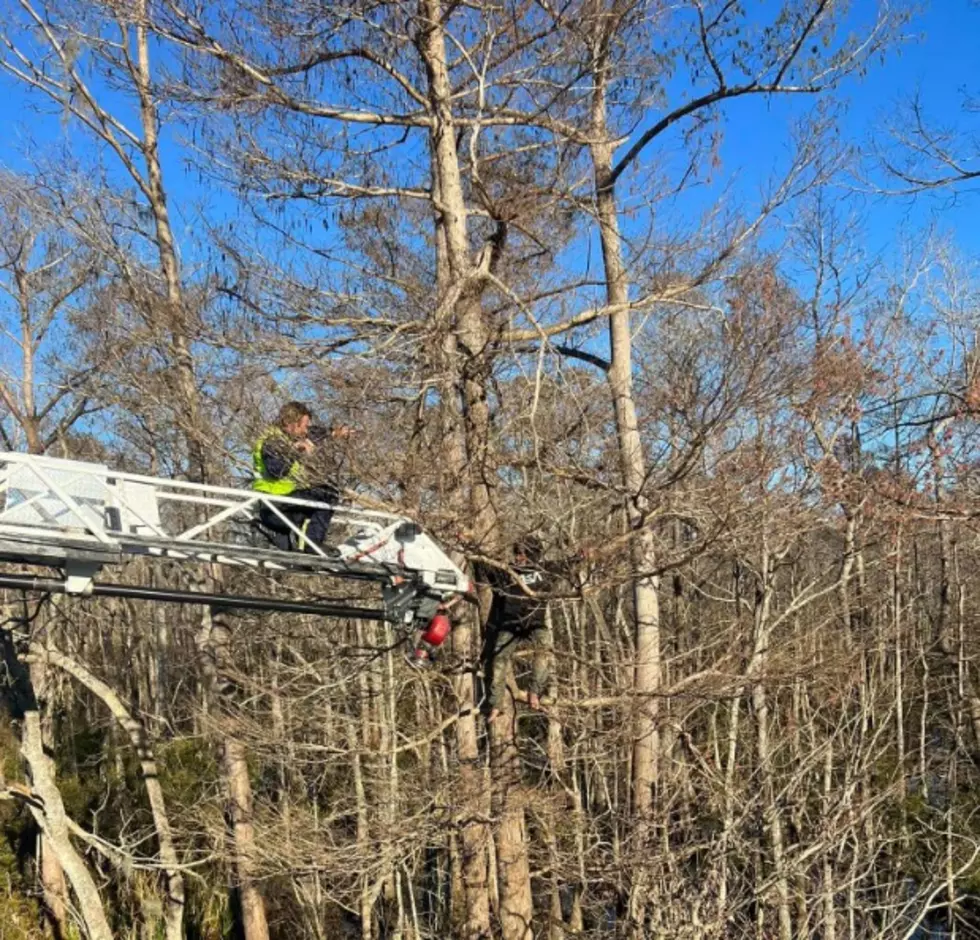 Once Rescued From a Tree, Louisiana Man Immediately Arrested